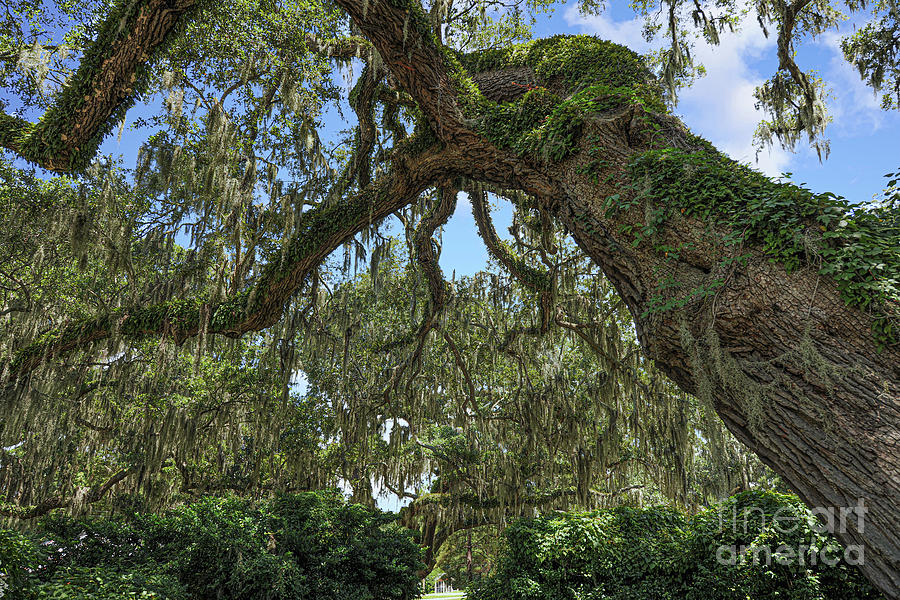 Live Oak Tree - Spanish Moss Stretch Photograph by Dale Powell