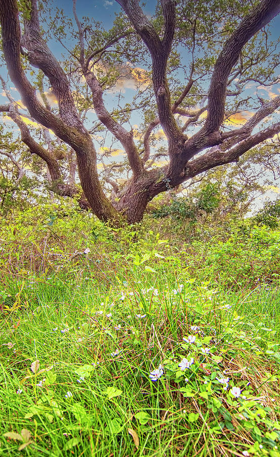 Live Oak Tree with Wild Flowers in Foreground Photograph by Bob Decker