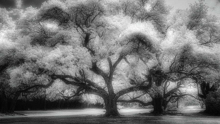 Live Oak Trees At Avery Island Infrared Photograph