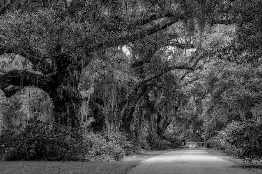 Live Oak Trees Charleston SC Charleston SC BW Photograph by Susan Candelario