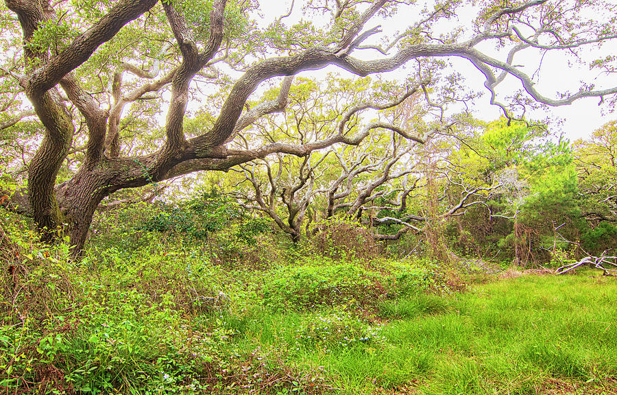 Live Oak Trees in the Spring at Atlatntic Beach NC Photograph by Bob Decker