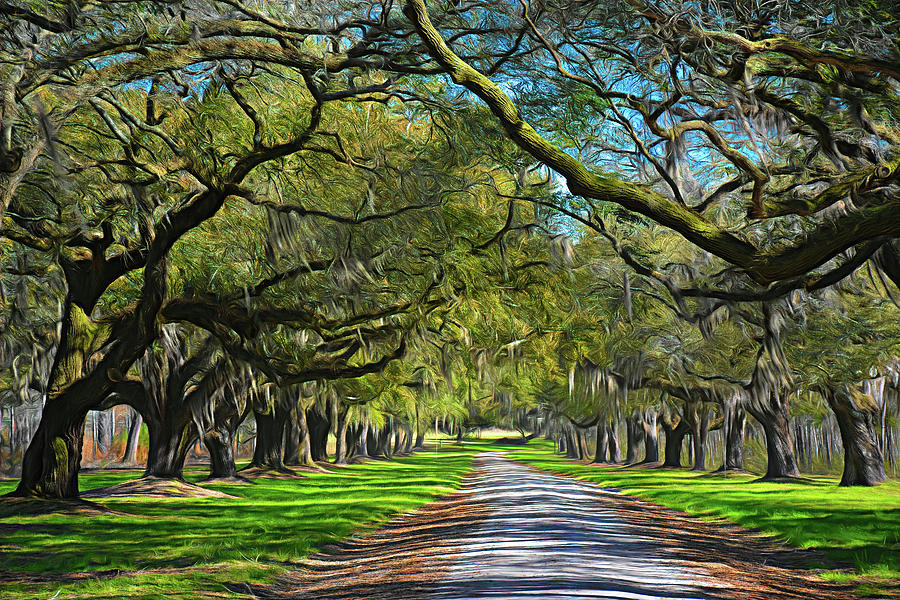 Live Oak Tree Road Photograph by Jerry Griffin