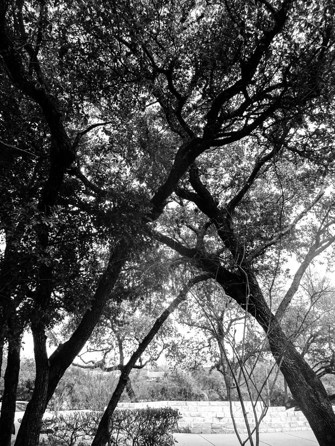 Live Oak Triangle Photograph by W Craig Photography