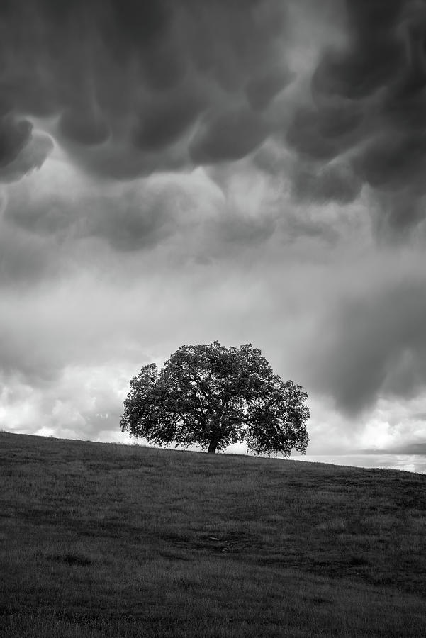 Tree Photograph - Live Oak under Stormclouds by Alexander Kunz