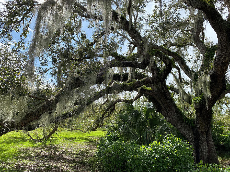 Live Oak with Spanish Moss Photograph by David T Wilkinson