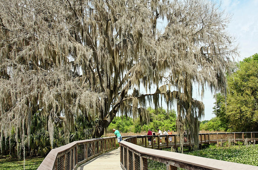 Live Oak With Spanish Moss Photograph by Sally Weigand