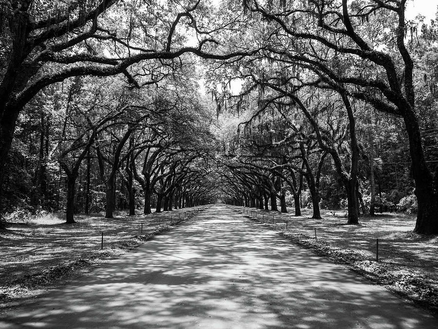 Live Oaks at Wormsloe Plantation Black and White Photograph by Rosemary Reagan Fine Art America