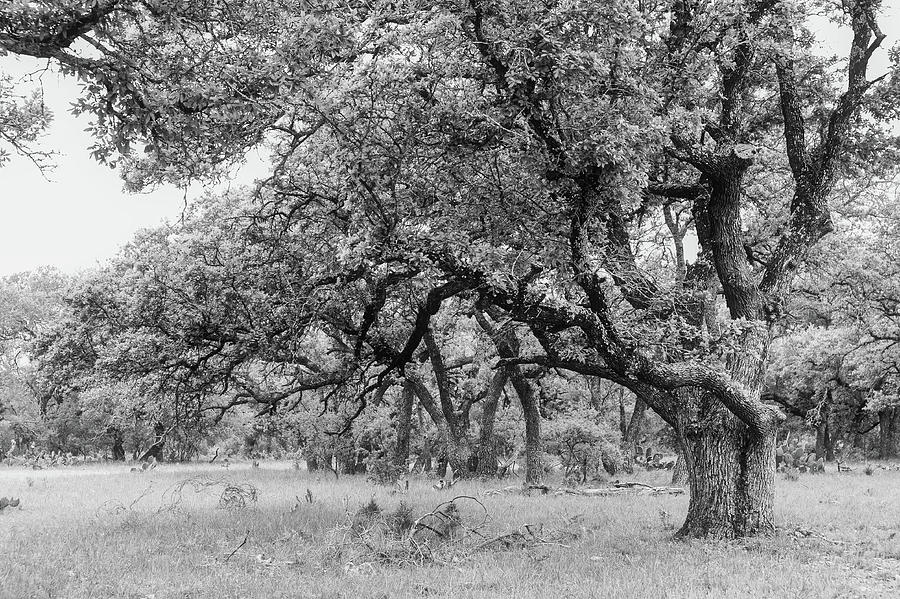 Live Oaks of Burnet County Texas_003 Photograph by James C Richardson