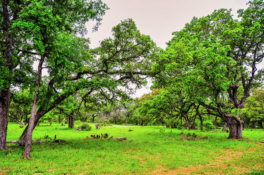 Live Oaks of Burnet County Texas_009 Photograph by James C Richardson