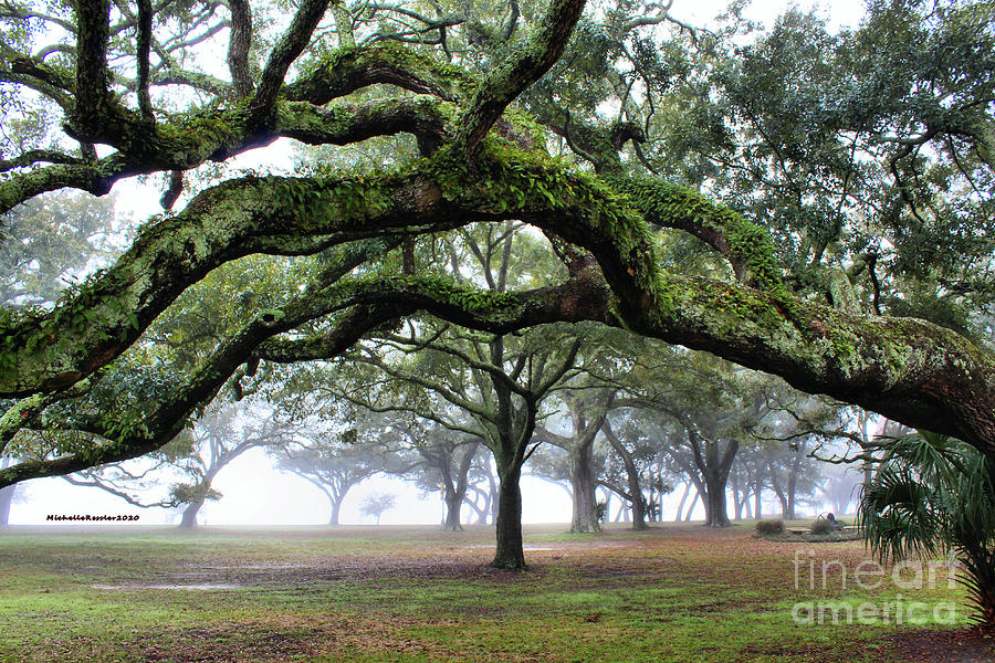 Live Oaks of the Gulf Coast Photograph by Michelle Ressler