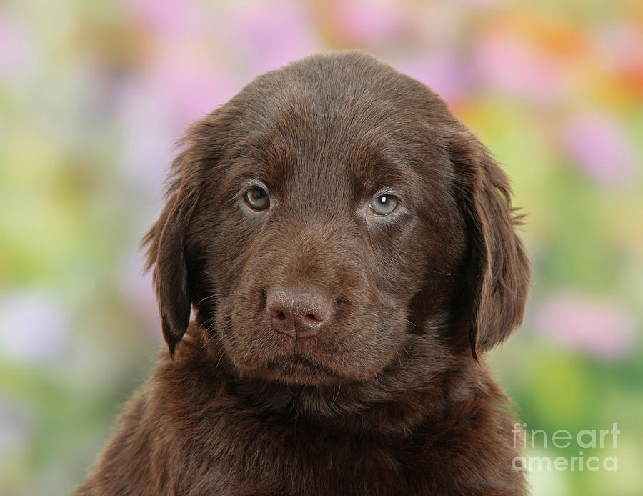 Liver Flatcoated Retriever puppy portrait Photograph by Warren Photographic