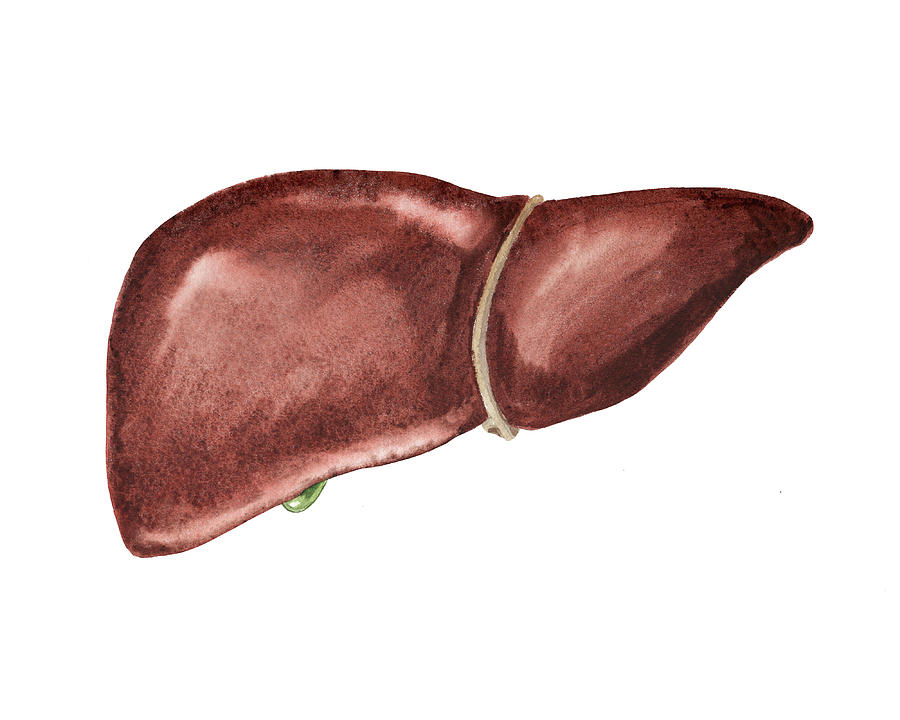 Liver Medical Anatomy Watercolor Illustration Painting by Irina Sztukowski