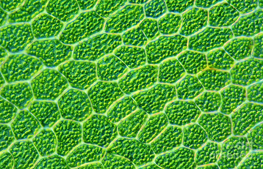 Liverwort Leaf Cells Photograph by M I Walker