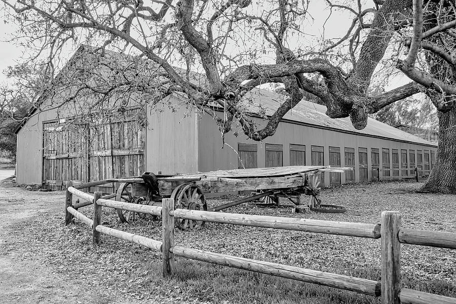 Livery Stable, Wagon And Oak - Black And White Photograph by Gene Parks