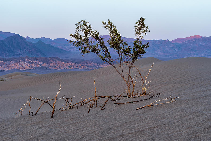 Living and the Dead Creosote Bush Death Valley National Park CA  Photograph by Doug Holck