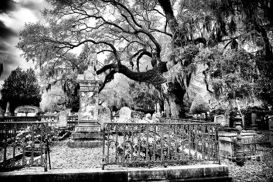Living Cemetery at Magnolia Cemetery in Charleston Photograph by John Rizzuto