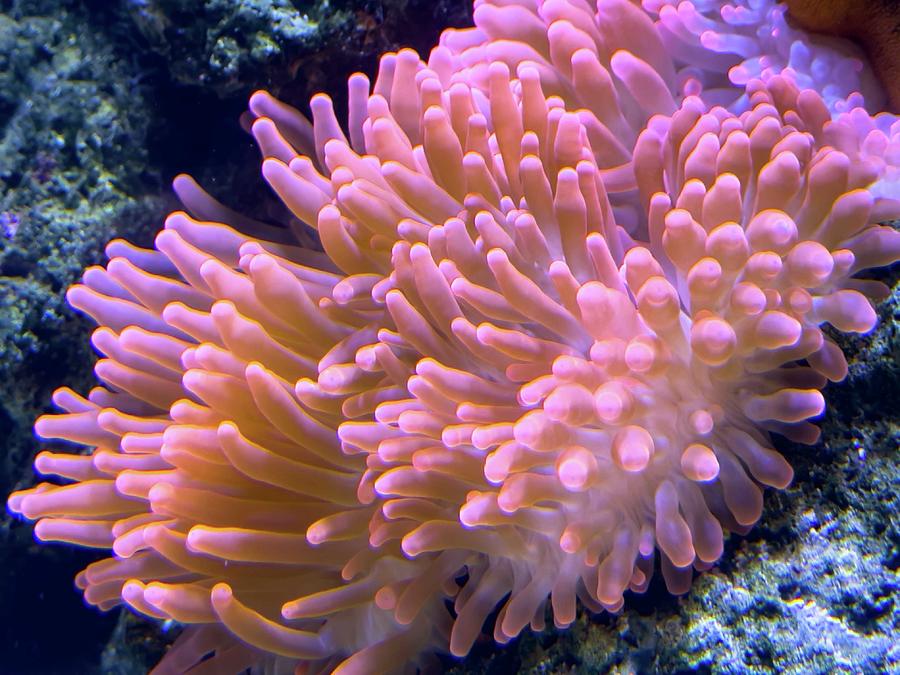 Living coral in reef Photograph by Karen Foley - Fine Art America