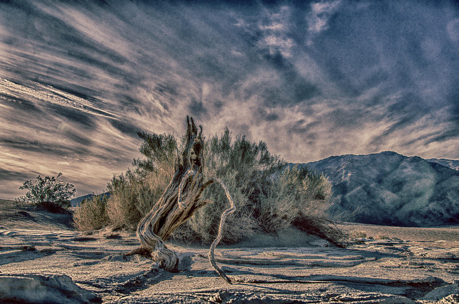 Death Valley Photograph - Living Dying In Death Valley by Jim Cook