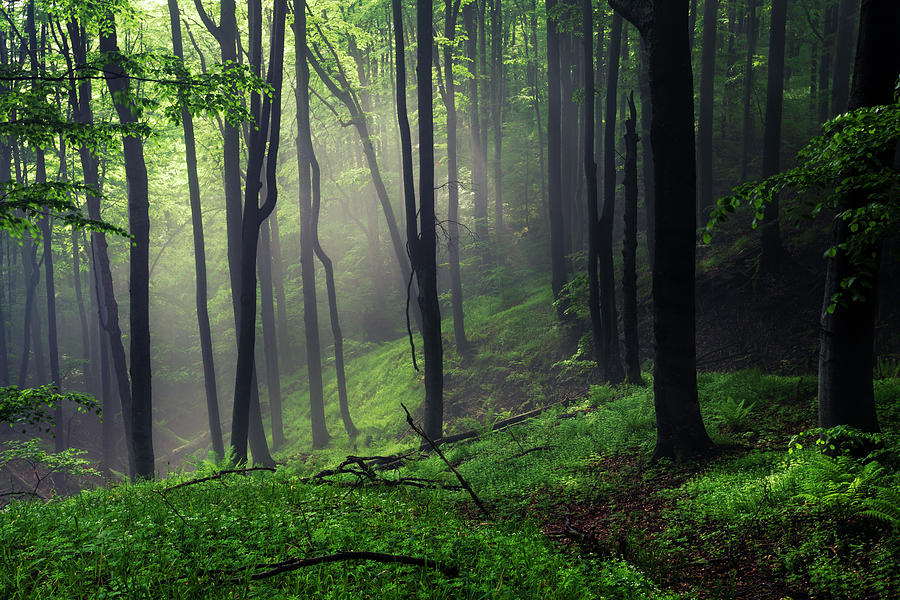Living Forest Photograph by Evgeni Dinev