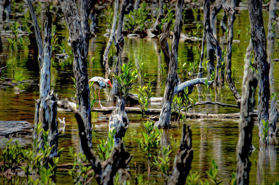 Living in the Everglades Photograph by Debra Kewley