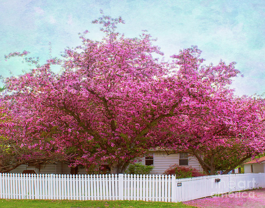 Living In The Pink Photograph by Barbara McMahon