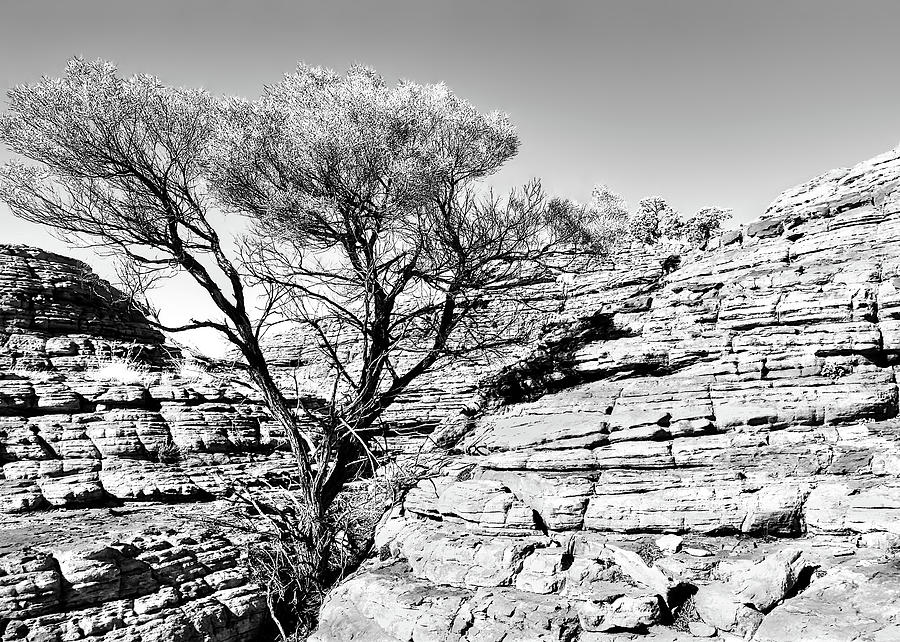 Living in the Rocks - Kings Canyon - BW Photograph by Lexa Harpell