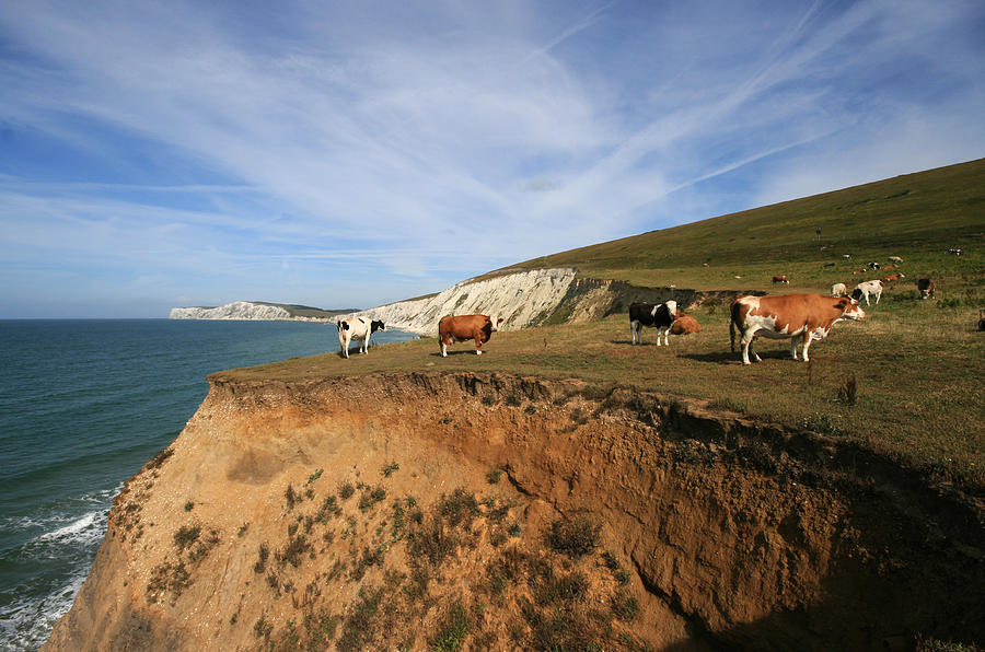 Living on the edge - Stunt Cows on the cliffs Photograph by s0ulsurfing - Jason Swain