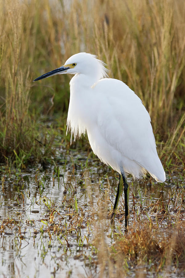 Living Sculpture -- Snowy Egret at the Merced National Wildlife Refuge, California Photograph by Darin Volpe