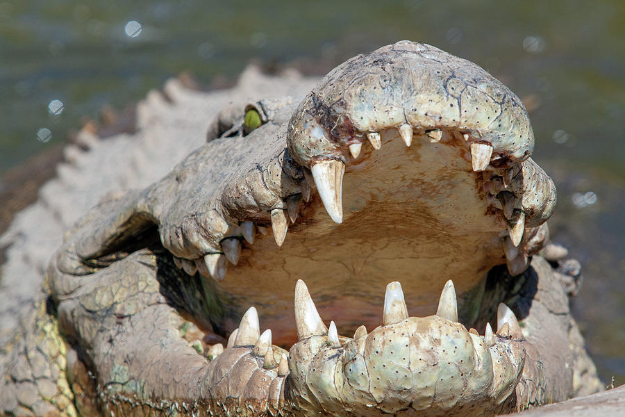 Livingstone crocodile park Photograph by Christian Santi - Fine Art America