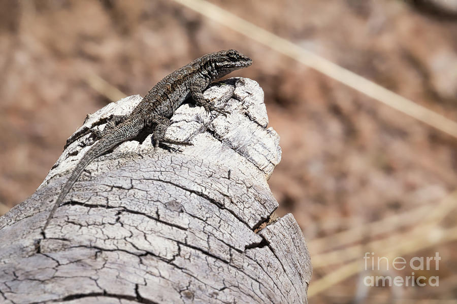 Lizard 8208 Photograph by Lawrence Burry