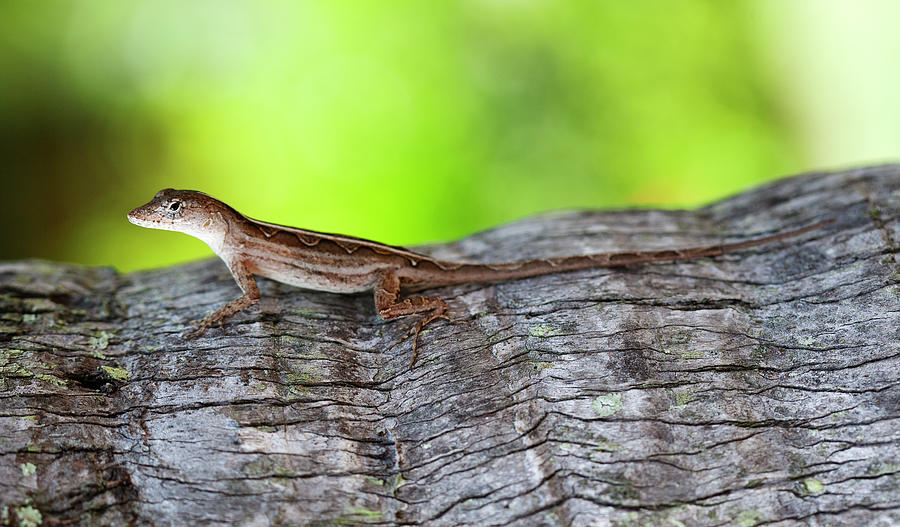 Lizard and Bark Photograph by Marilyn Hunt