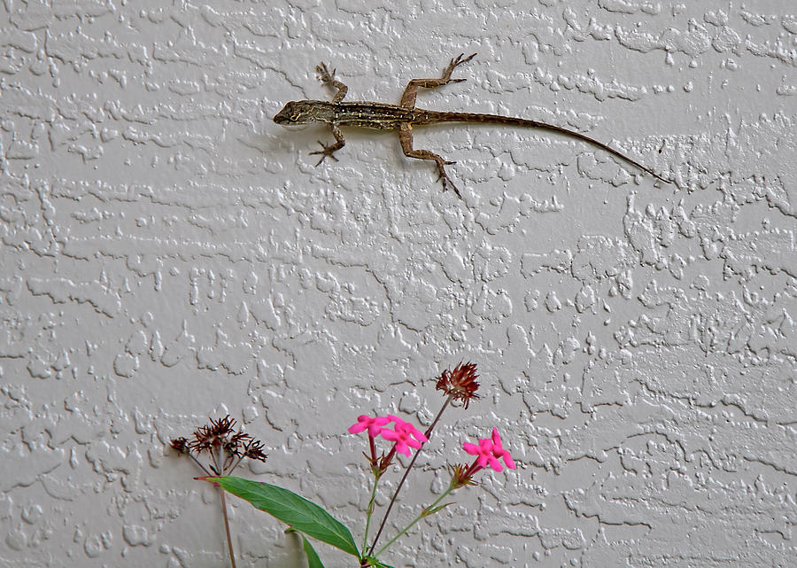 Lizard and Flower Photograph by Dart Humeston