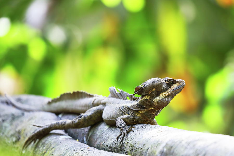 Lizard B Photograph By Alex Nikitsin - Fine Art America