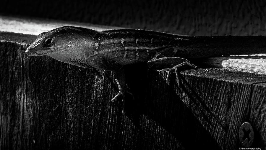 Wildlife Photograph - Lizard Black and White by Debra Forand