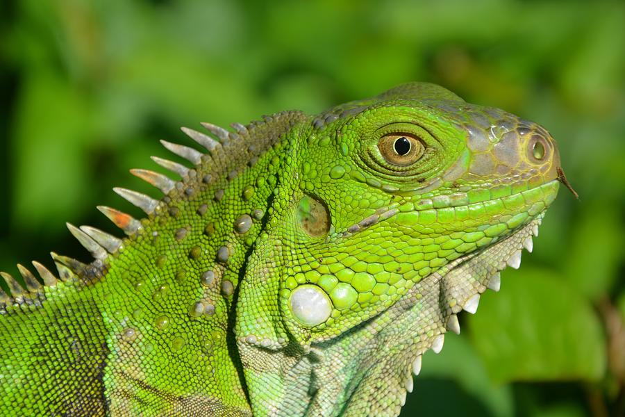 Lizard Photograph by Diego Hidalgo - Fine Art America