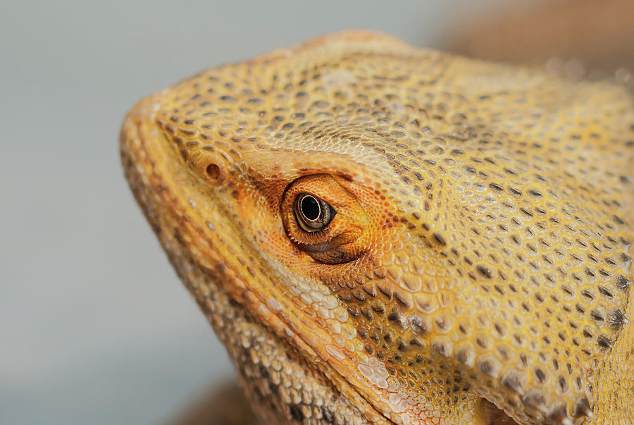 Lizard Eye Photograph by Gordon Sarti