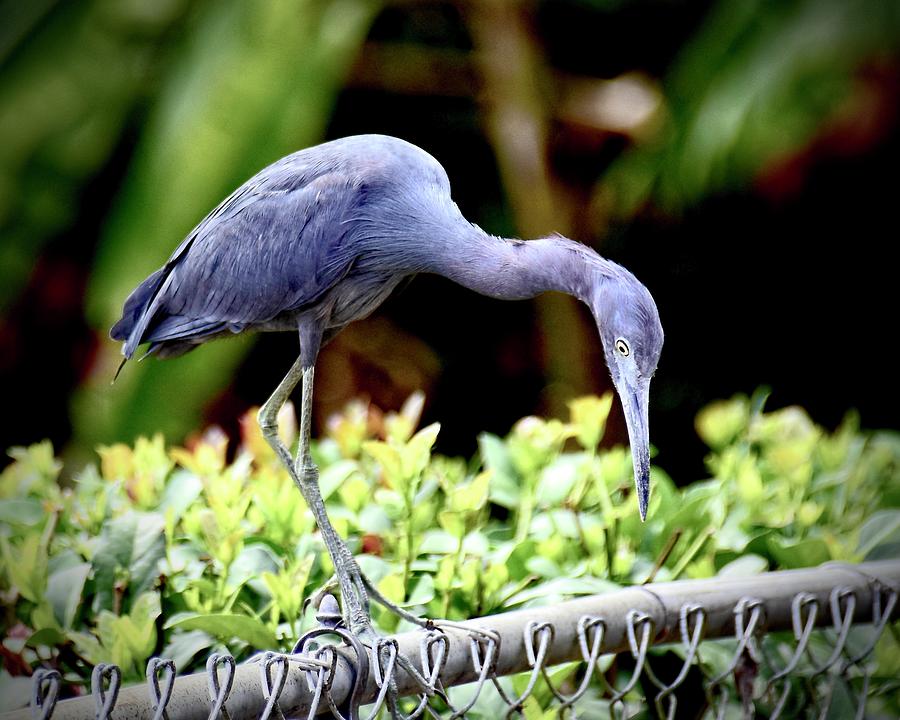 Lizard Hunter Photograph by Carol Bradley - Fine Art America