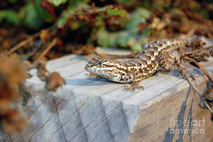 Lizard in Big Sur California Photograph by Debra Thompson