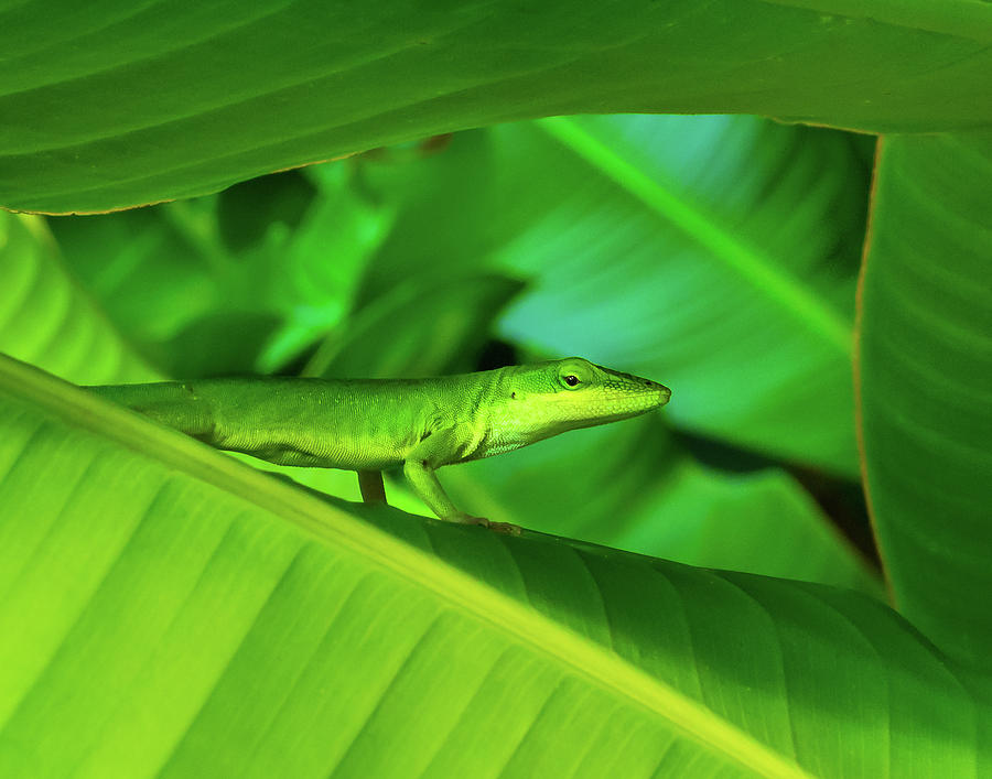 Lizard in the leaves Photograph by Robert Miller
