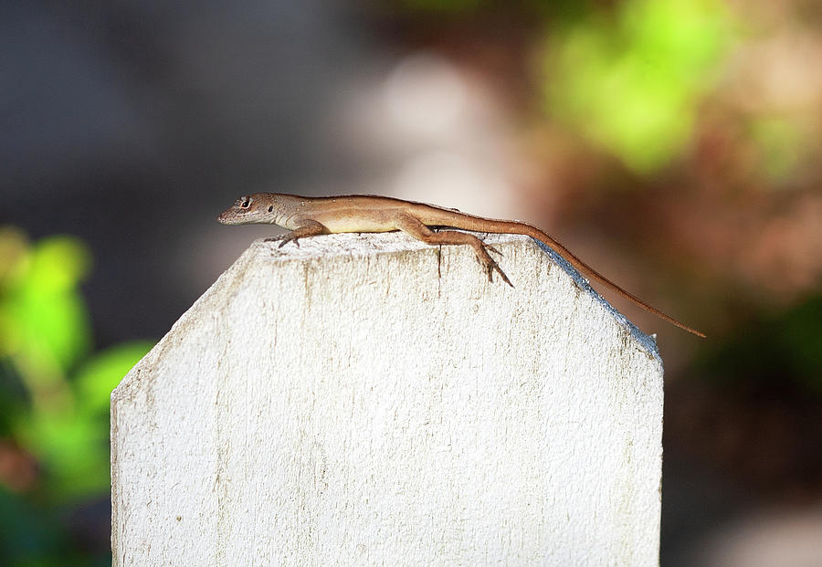 Lizard lounging on fence 2 Photograph by Marilyn Hunt