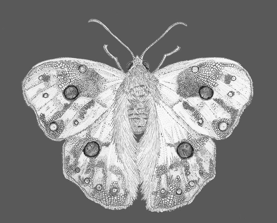 Surrealism Drawing - Lizard Moth by Jenny Armitage