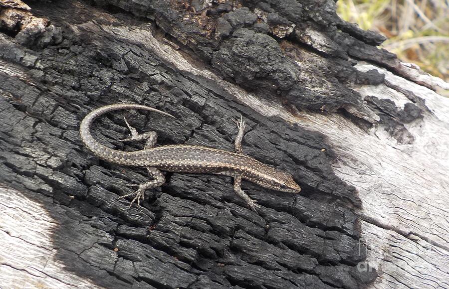 Burnt Lizard Lizard On A Burnt Tree Photograph by Lesley Evered - Fine Art America