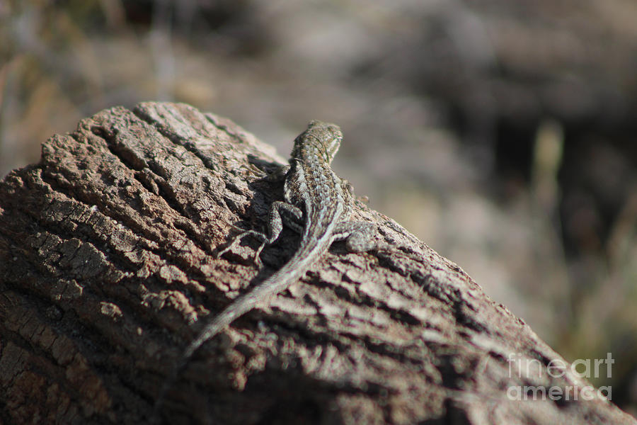 Lizard on a Log Coachella Valley Wildlife Preserve Photograph by Colleen Cornelius