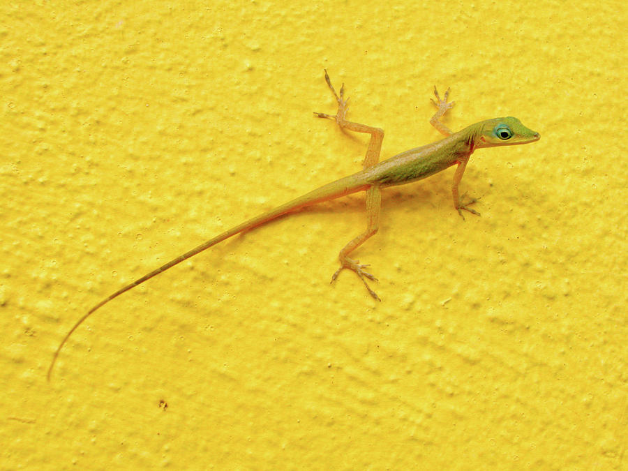 Lizard on a yellow wall. Photograph by Rob Huntley