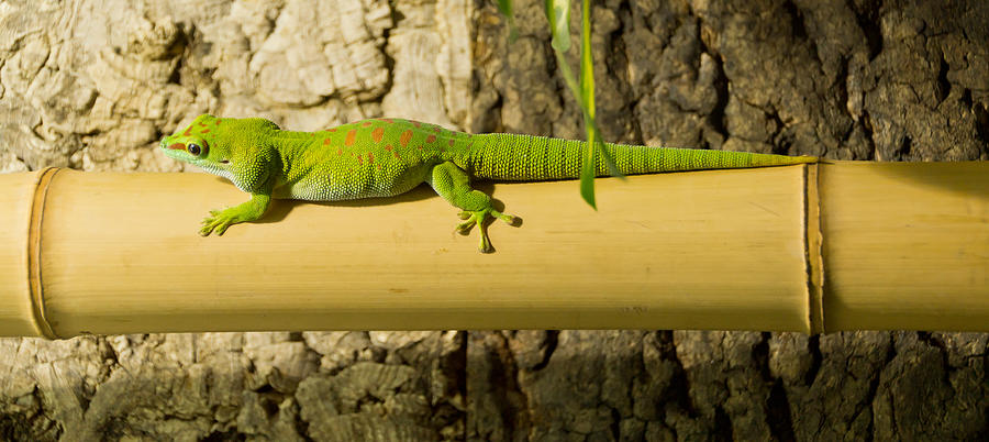 Lizard on bamboo Photograph by Kelifamily