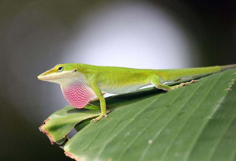 Lizard on banana Leaf Photograph by Pamela Gindler - Fine Art America