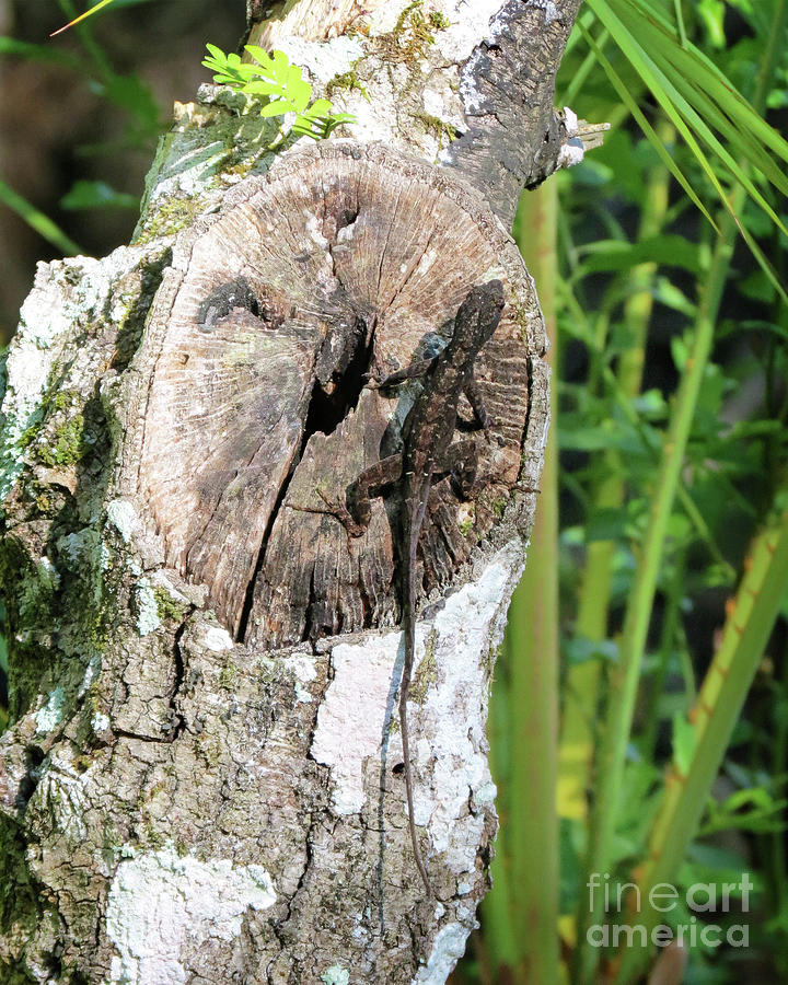 Lizard on Log Photograph by Chris Andruskiewicz