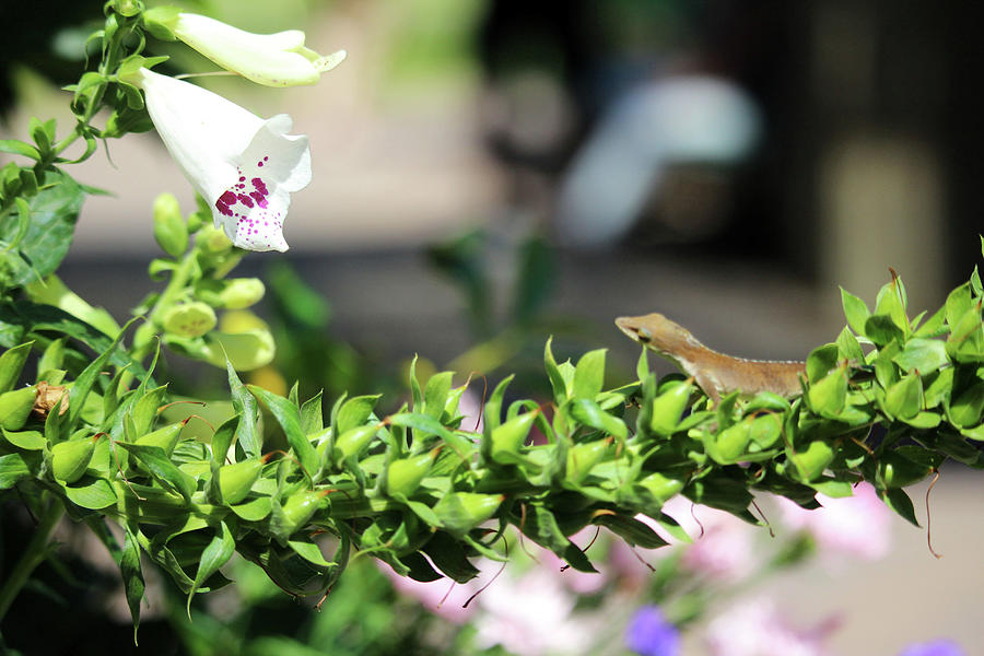 Lizard On Plant Photograph by Cynthia Guinn