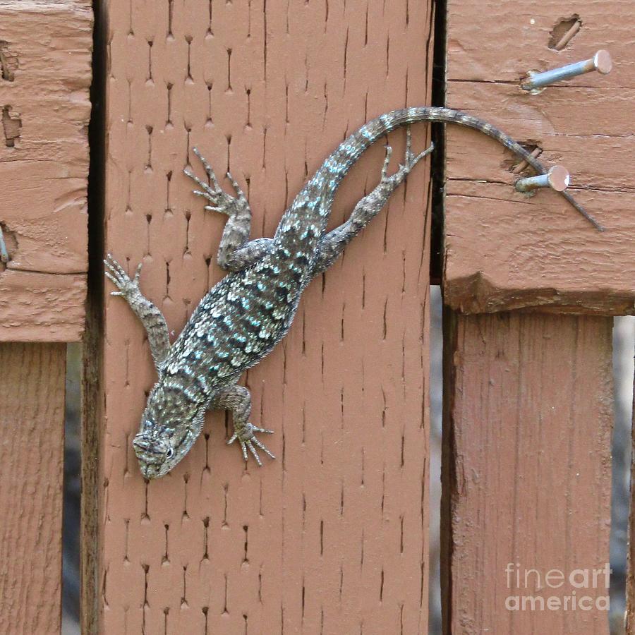 Nail Photograph - Lizard on Vertical Old Fence by Phyllis Kaltenbach