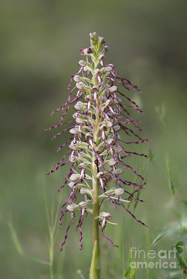 Lizard Orchid, Himantoglossum Hircinum, Inflorescence, Wild Orchid, Andalusia, Spain. Photograph